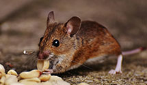 24 Hour & Emergency Exterminators in Bray, OK